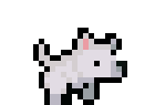 Anjing Berlari